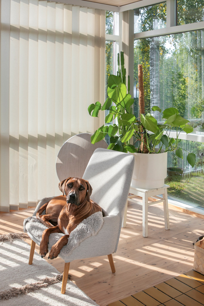 Ruskea rhodesiankoira makaa vaaleanharmaassa nojatuolissa, jonka istuimella on pehmeä, harmaa karvapeitto. Koira katsoo suoraan kameraan. Tuoli on vaalean puulattian päällä, ja auringonvalo siivilöityy ikkunasta ja vaaleista pystylamellikaihtimista luoden lattialle raitaista varjoa. Nojatuolin takana on iso, kangasverhoiltu kaiutin. Ikkunan edessä valkoisella jalustalla seisoo valkoinen ruukku, jossa kasvaa suurilehtinen peikonlehti. Ikkunasta näkyy vehreä ulkomaisema, jossa on puita ja vihreää nurmikkoa. Huoneessa on valoisa ja rauhallinen tunnelma.